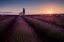 Picture of PROVENCE LAVENDER