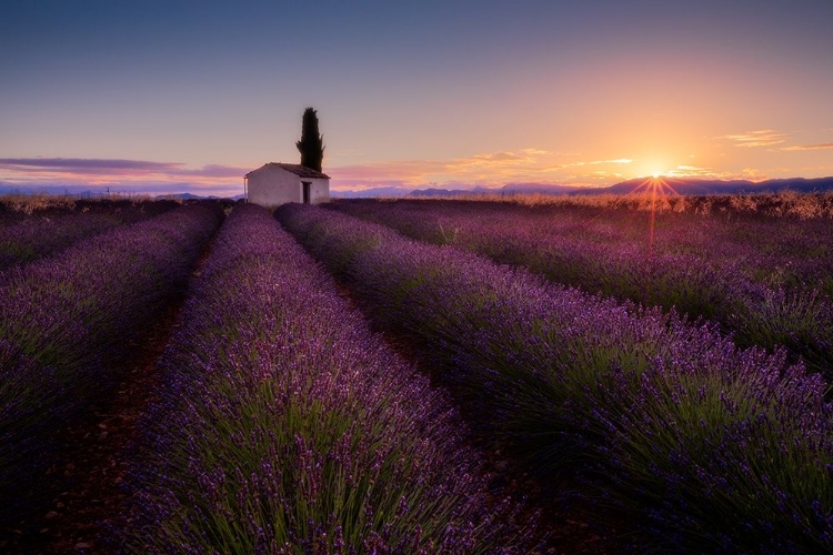Picture of PROVENCE LAVENDER