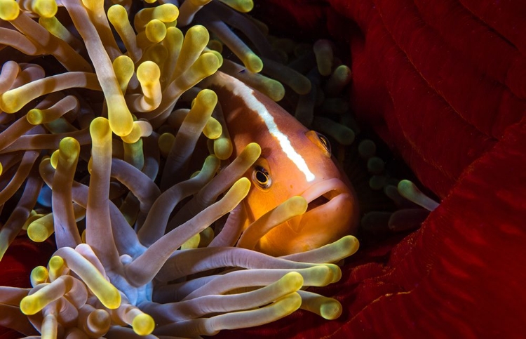 Picture of SKUNK CLOWNFISH