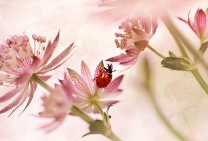 Picture of LADYBIRD AND PINK FLOWERS