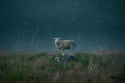 Picture of MOODY SHEEP