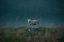 Picture of MOODY SHEEP