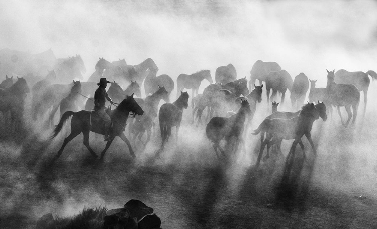 Picture of WILD HORSES