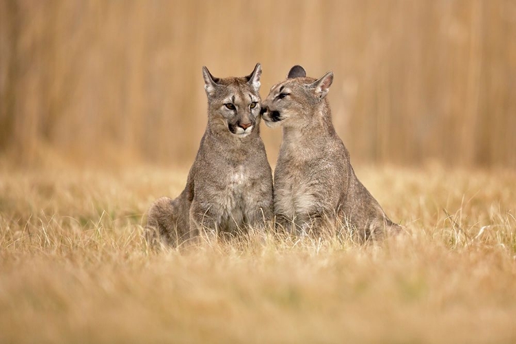 Picture of COUGARS