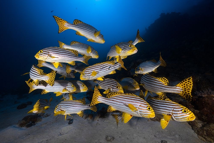 Picture of UNDERWATER PHOTOGRAPHY-INDIAN OCEAN SWEETLIPS