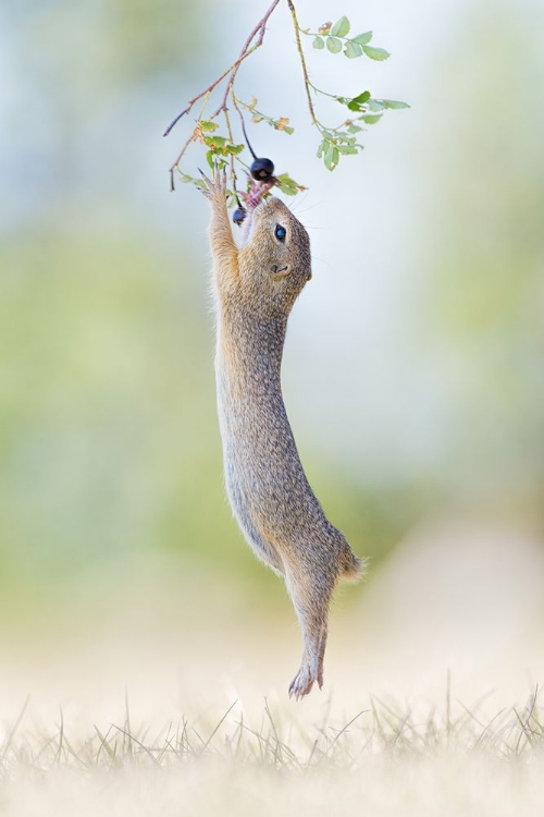 Picture of STRETCH JUMP