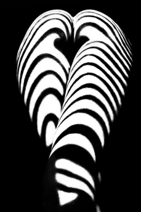 Picture of ZEBRA ASS 2