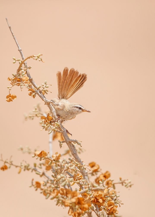 Picture of SCRUB WARBLER