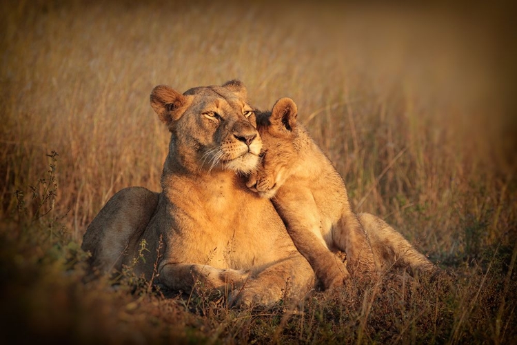 Picture of FELINE FAMILY