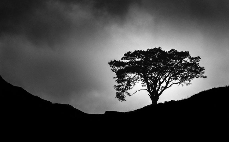 Picture of LONE TREE