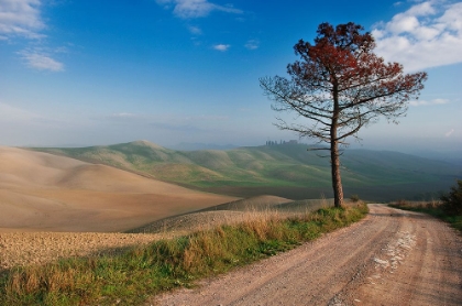 Picture of LONELY TREE