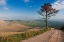 Picture of LONELY TREE