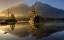 Picture of GOLDEN MORNING