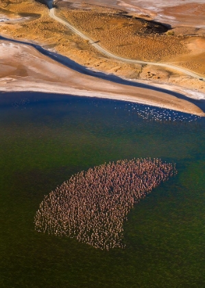 Picture of FLAMINGOS ON THE LAKE