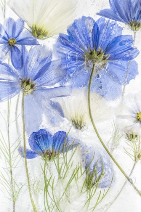 Picture of COSMOS BLUE