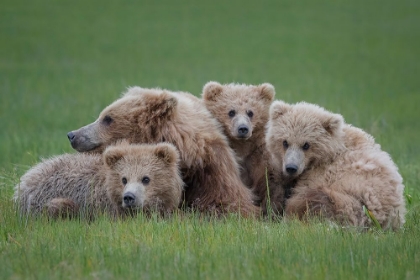 Picture of BEAR HUDDLE
