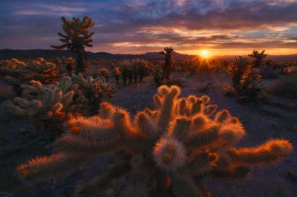 Picture of CHOLLA GARDEN