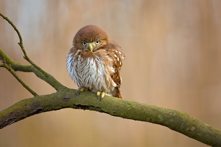 Picture of FERRUGINOUS PYGMY OWL