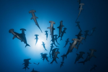 Picture of HAMMERHEAD SHARK - UNDERWATER PHOTOGRAPHY