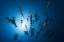 Picture of HAMMERHEAD SHARK - UNDERWATER PHOTOGRAPHY
