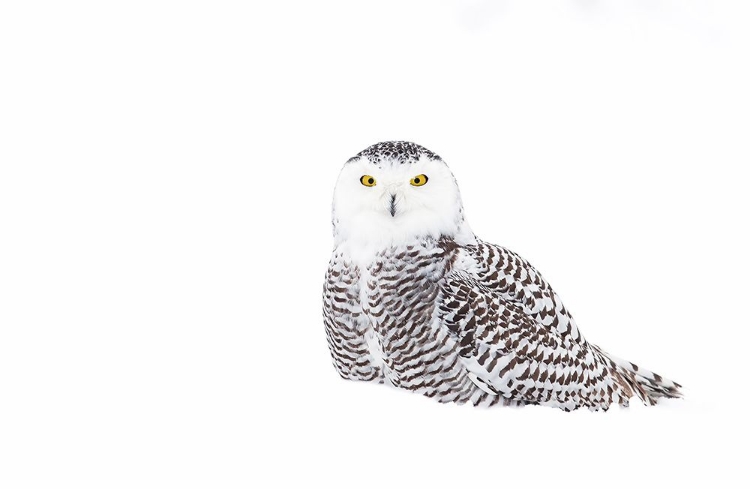 Picture of SNOWY OWL IN WINTER SNOW