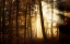 Picture of A NEW DAY