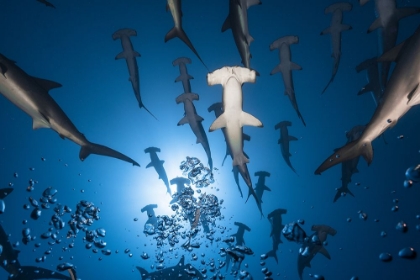 Picture of HAMMERHEAD SHARK
