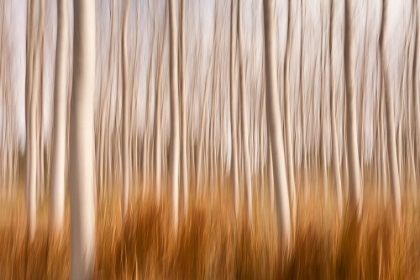 Picture of SPRING IMPRESSIONS IN A POPLAR FIELDS