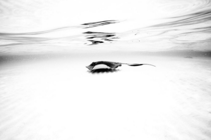 Picture of SANDBAR SERIES I