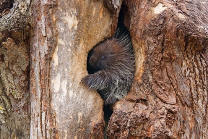 Picture of BABY PORCUPINE IN TREE