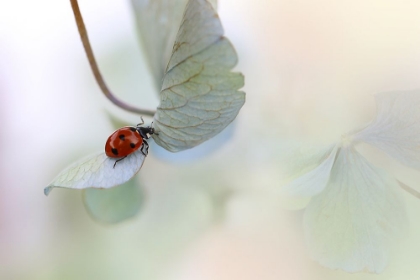 Picture of LADYBIRD ON BLUE-GREEN HYDRANGEA