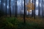 Picture of THE DARK LIGHT