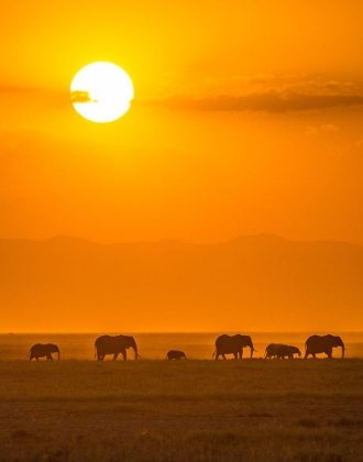 Picture of ELEPHANTS AT SUNSET