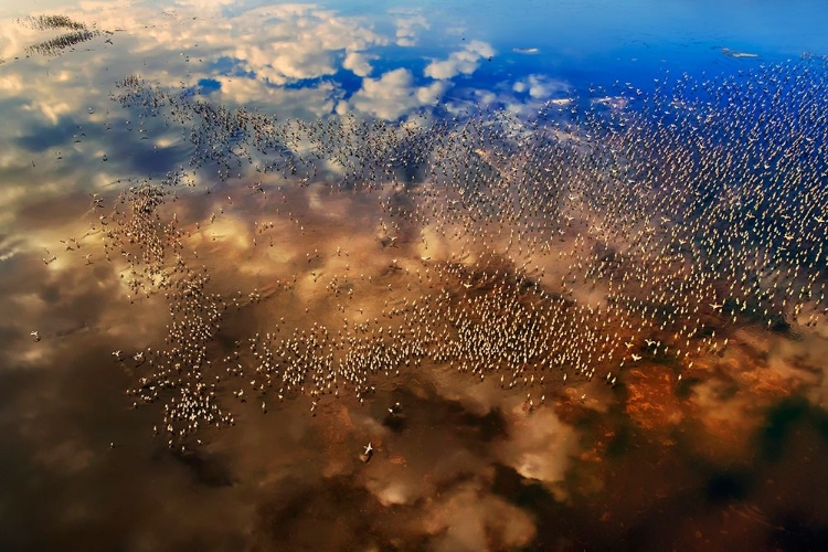 Picture of FLAMINGOS OVER THE CLOUDS