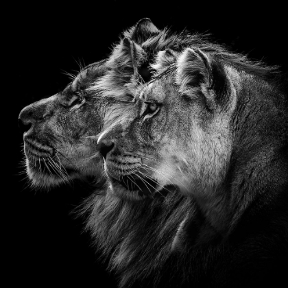 Picture of LION AND  LIONESS PORTRAIT