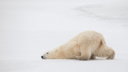 Picture of SLIDING BEAR