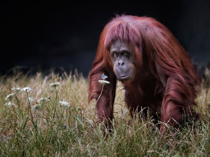 Picture of ORANG-UTAN WITH BUTTERFLY.