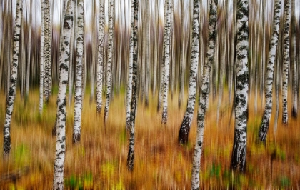 Picture of 3D BIRCHES