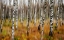 Picture of 3D BIRCHES