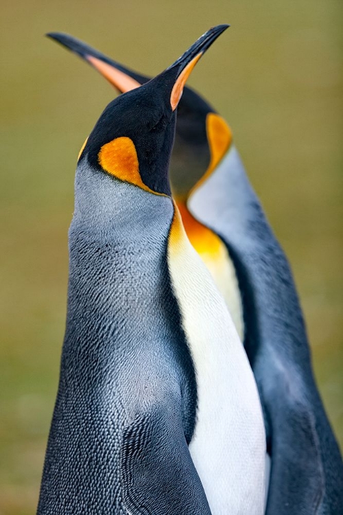 Picture of KING PENGUIN