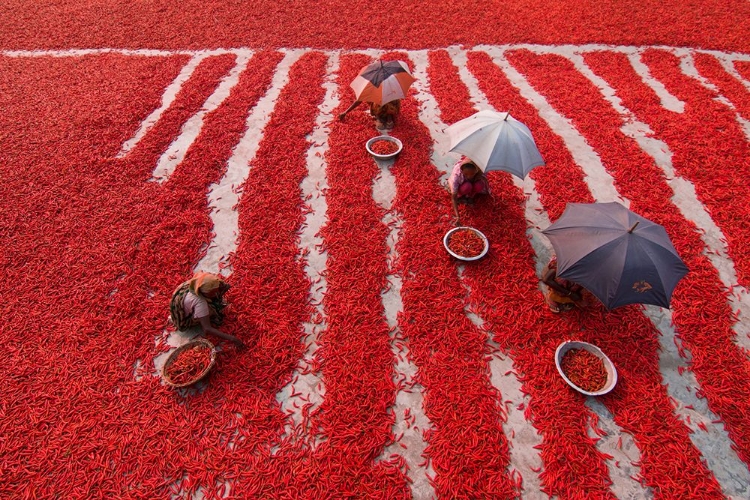 Picture of RED CHILIES PICKERS