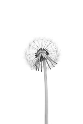 Picture of DANDELION