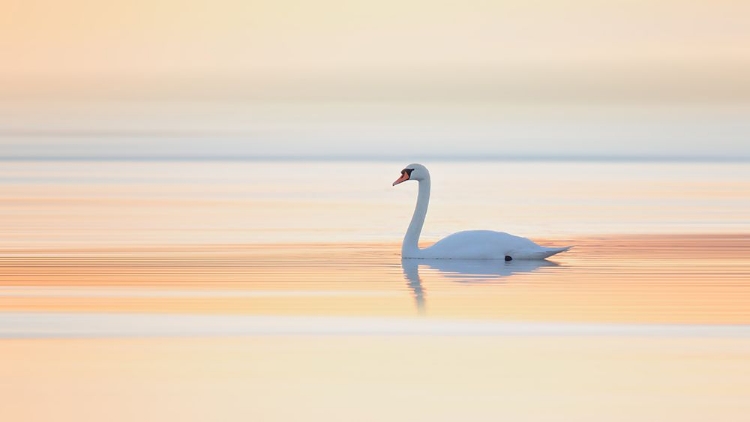 Picture of SWAN