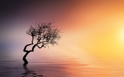 Picture of TREE AT LAKE