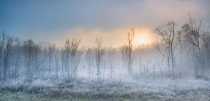 Picture of A TOUCH OF WINTER