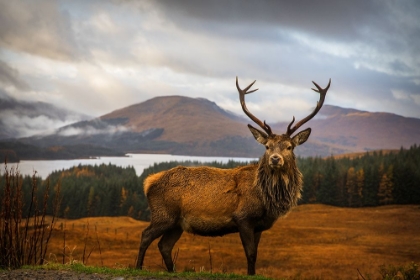 Picture of SCOTTISH STAG