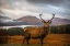 Picture of SCOTTISH STAG