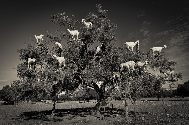 Picture of ARGAN LOVING GOATS