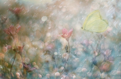 Picture of UNINTERRUPTED POETRY...