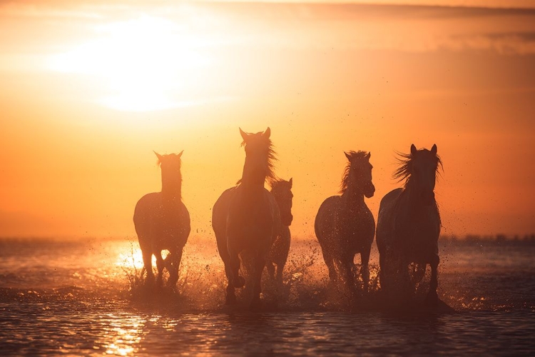 Picture of CAMARGUE ANGELS